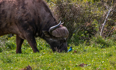 Buffalo and blue starling