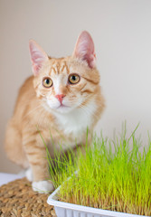 Ginger kitten eating green grass in home