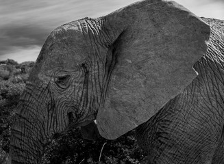 An old Elephant head in black&white