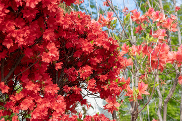 Double cherry blossoms in full bloom Kyoto Japan