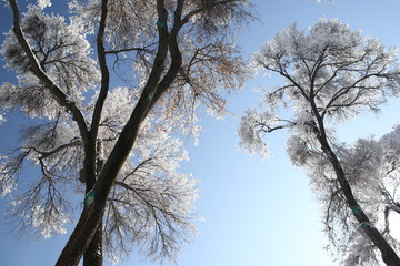 snow-covered trees against a blue sky