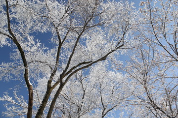 snow-covered trees against a blue sky
