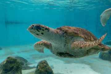 Obraz na płótnie Canvas ウミガメ Sea turtle