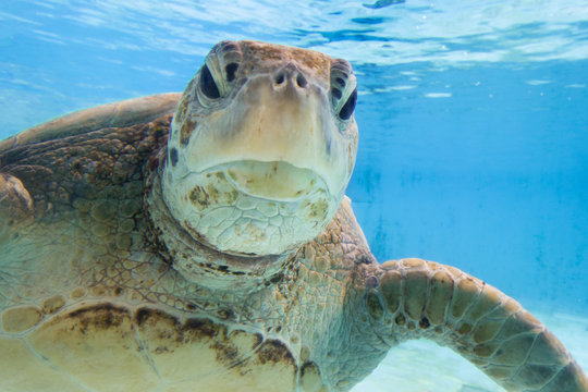ウミガメ 顔 正面から Sea Turtle 記念撮影 Stock Photo Adobe Stock