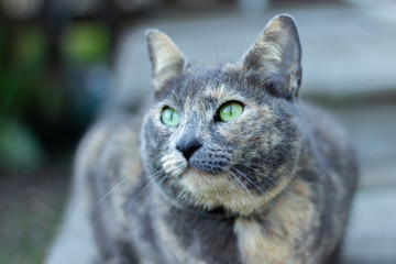 Fototapeta premium portrait of a cat