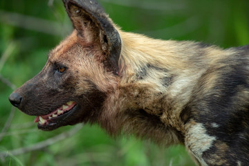 Wild dog close up