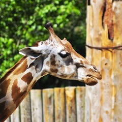 giraffe