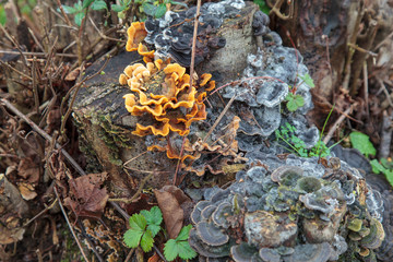 Mushrooms growing on a stump in forest.