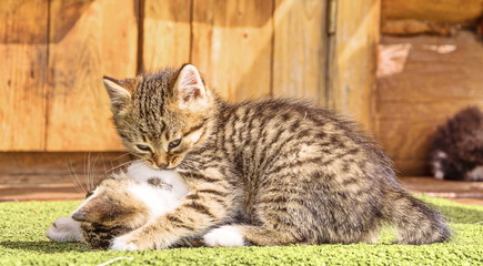 Cute little kittens playing on the porch of a rural wooden house