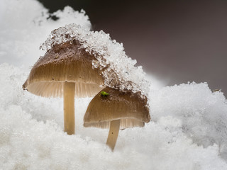 Zwei braune Pilze stehen im Schnee und sind mit Eiskristallen bedeckt.