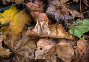 Autumn fall leaves settled on the ground