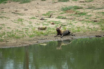 Wild dog at the waters edge