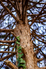 Obraz premium tree in forest