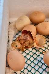 Newborn little yellow chicken in the incubator