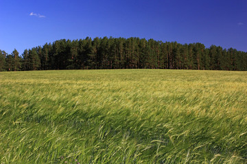 Green field of rye ears