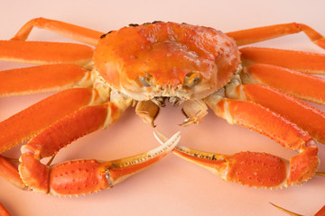 かに　蟹　丸ごと　1匹　食材　ずわいがに