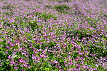 Obraz premium Field of chinese milk vetch, Astragalus sinicus, blooming at spring rice field