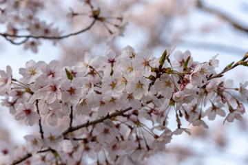 Cherry blossoms, Sakura