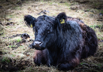 Fototapeta premium Herbstkälbchen