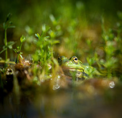 Green Frog Macro With Reflection