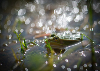 Green Frog Macro With Reflection