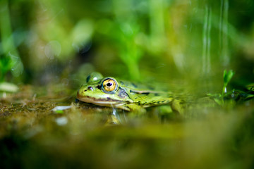 Green Frog Macro With Reflection