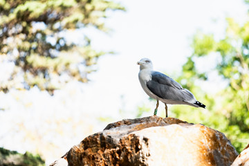 Mouette posée sur un rocher