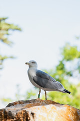 Mouette posée sur un rocher