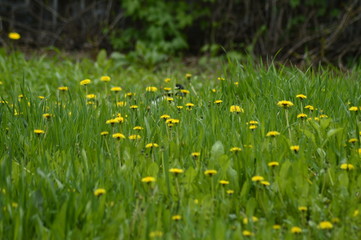 spring flowers in the garden