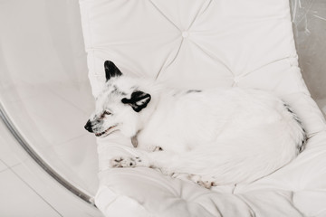 White polar fox at home