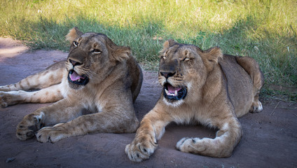 Ansichten einer jungen Löwendame