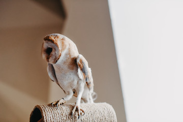 Barn owl common owl at home