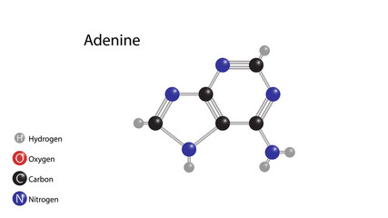 Adenine molecular structure vector design