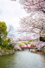 Himeji castle with cherry blossom Sakura blooming in Hugo