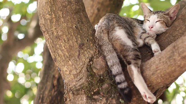 One cat sleeping on a tree