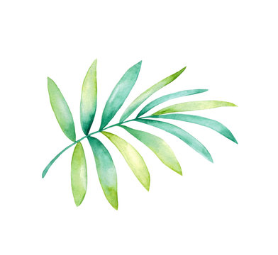 Hand-painted watercolor set. Poster with green exotic leaves