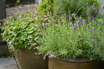 spring flowers in a pot