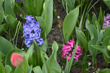 flowers in the grass
