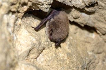 whiskered bat (Myotis mystacinus), hibernating on a stone wall