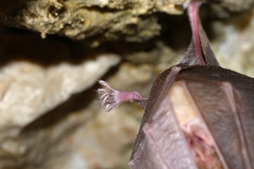 Lesser Horseshoe Bat (Rhinolophus hipposideros)
