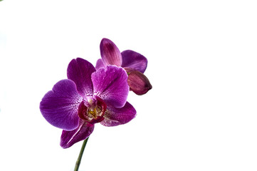 Fototapeta na wymiar Purple orchid flower phalaenopsis, phalaenopsis, known as moth orchids or phal against a white wall. Selective focus. Close-up. Nature concept for design. There is a place for your text.