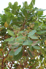 Cashew Nut flowers, Anacardium occidentale L