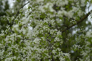 flowers in the grass