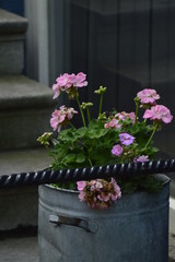 Fototapeta na wymiar spring flowers in a pot