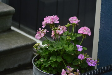 flowers in the grass