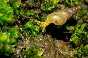 Macro shot of a Snail