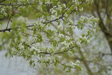 spring flowers in the garden