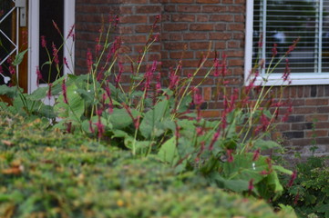 flowers in the grass