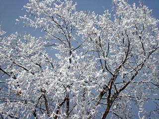 Winter