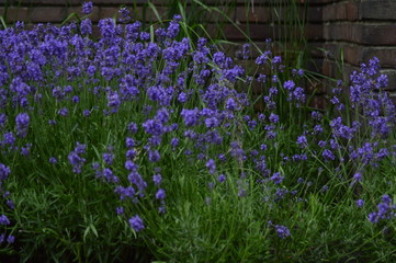 Obraz premium flowers in the grass